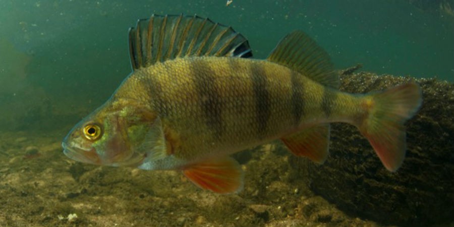 Vora Fish Vobster Fishes – Euphoria Diving